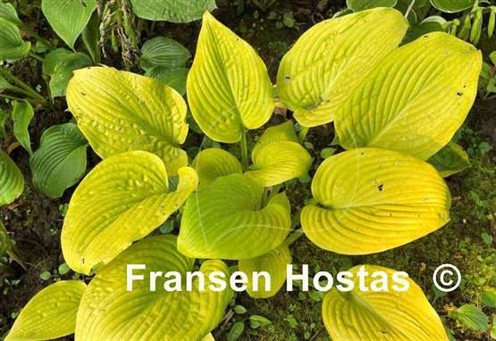 Hosta Thai Brass